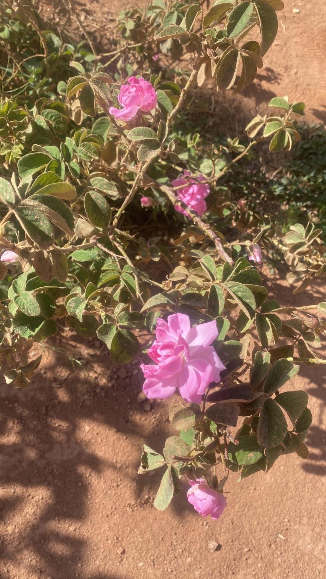 Dar Mgouna Roses El Kelaa des M'gouna Extérieur photo