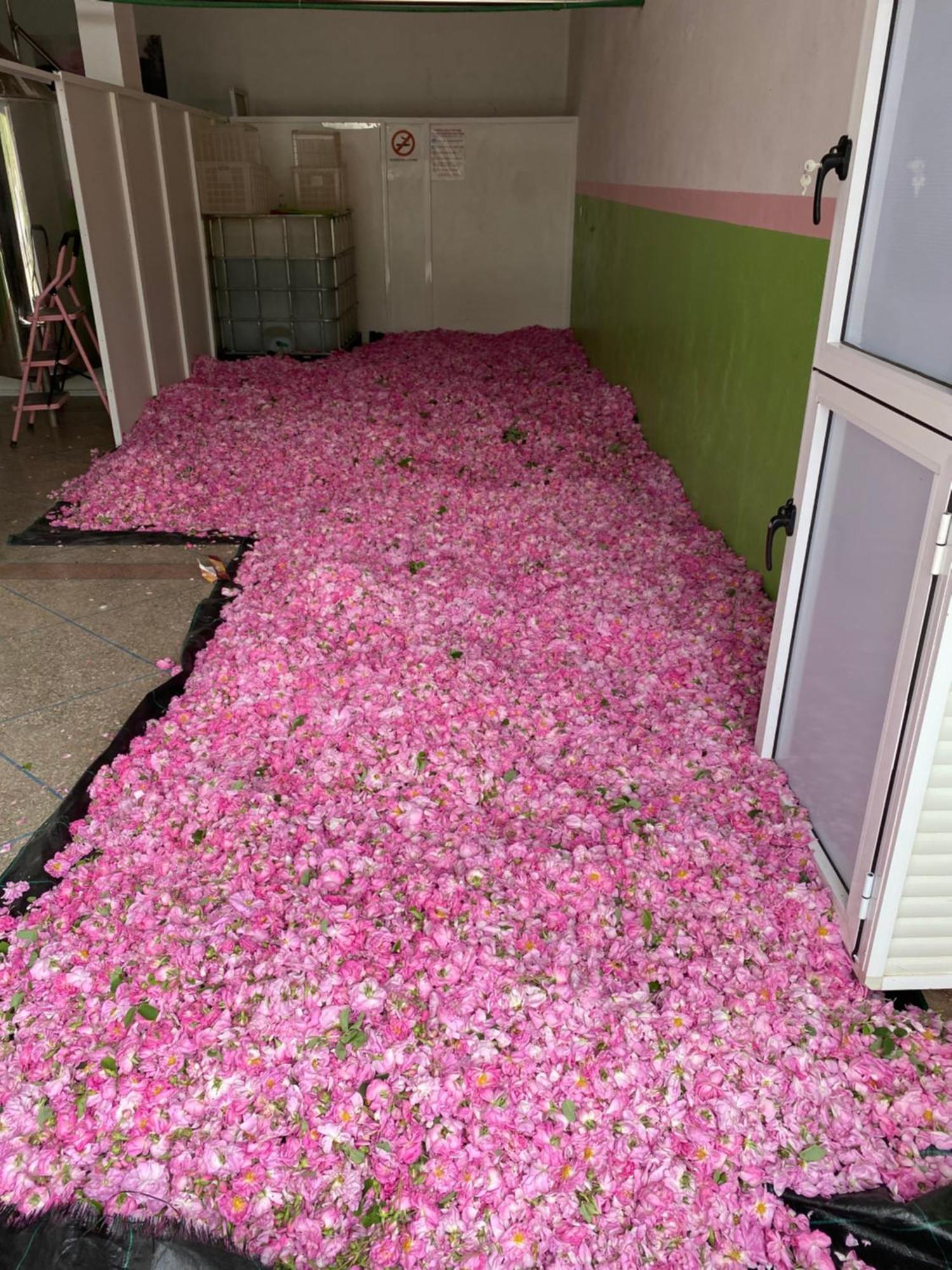 Dar Mgouna Roses El Kelaa des M'gouna Extérieur photo